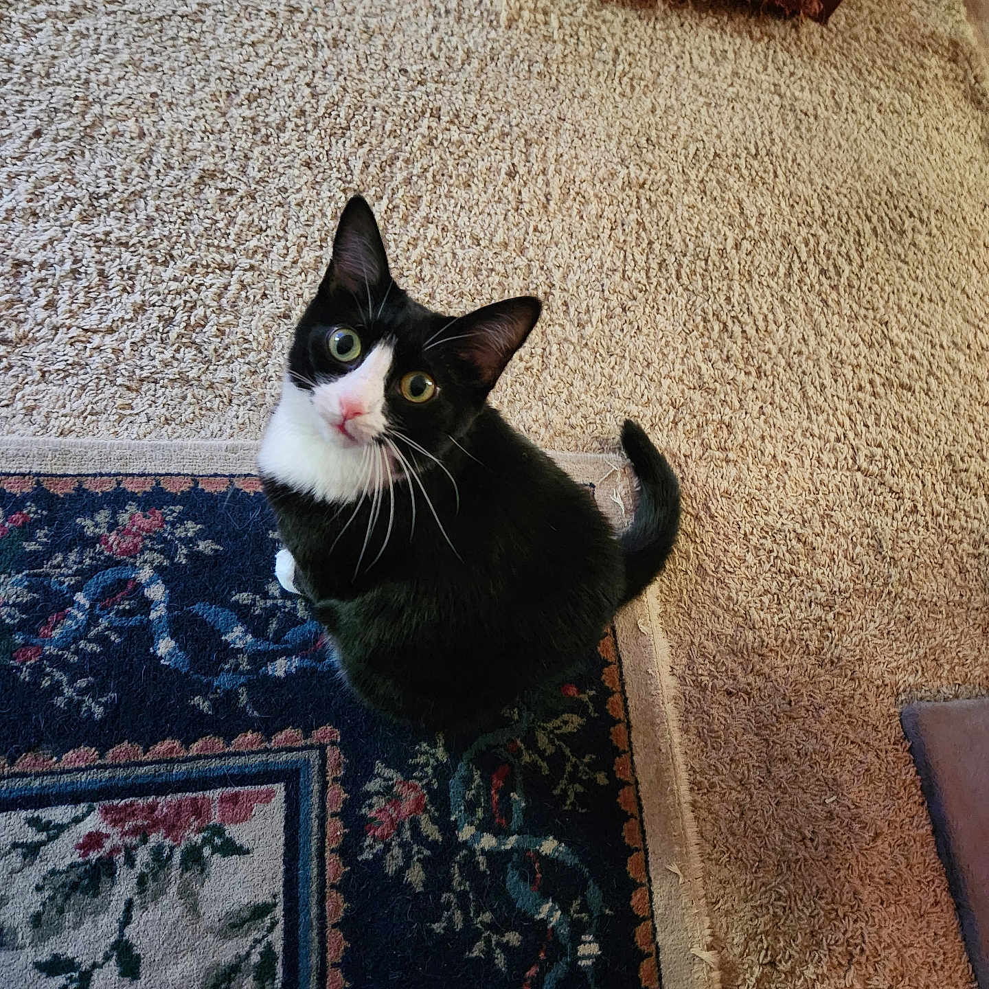 Louie