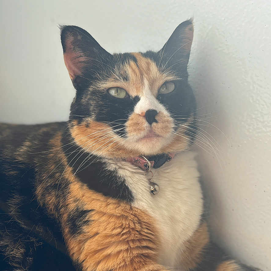 Cleopatra is registered to the contest to win money with this photo: cat, calico_cat, feline, pet, animal, collar, indoors, portrait, close_up, sitting, staring, whiskers, ears, eyes, fur, multicolored, orange_fur, black_fur, white_fur, wall