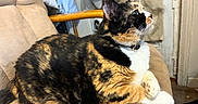 Cleopatra joined the competition — help win amazing prizes! cat, calico_cat, pet, animal, feline, whiskers, green_eyes, white_paws, toe_beans, fur, fluffy, sitting, lounging, chair, cushion, indoors, portrait, collar, relaxed, closeup