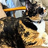 cat, calico_cat, pet, animal, feline, whiskers, green_eyes, white_paws, toe_beans, fur, fluffy, sitting, lounging, chair, cushion, indoors, portrait, collar, relaxed, closeup