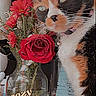 Cleopatra joined the competition — help win amazing prizes! cat, calico_cat, pet, animal, face, eyes, whiskers, collar, bell, flowers, roses, bouquet, vase, indoor, portrait, close_up, retro, camcorder_effect, text_overlay, cozy