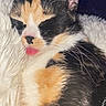 cat, calico_cat, pet, animal, sleepy, blep, tongue, whiskers, ears, face, fur, black_fur, white_fur, orange_fur, close_up, portrait, blanket, cozy, indoors, sticker