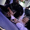 Cleopatra is registered to the contest to win money with this photo: cat, calico_cat, sleeping, napping, pet, animal, feline, whiskers, ears, nose, fur, black_and_white, orange_patches, indoor, close_up, portrait, relaxed, couch, pen, soft_lighting