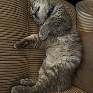 Tommy joined the competition — help win amazing prizes! cat, feline, sleeping, resting, couch, furniture, indoor, pet, gray_cat, fluffy, paw, collar, relaxed, domestic_animal, cozy, striped_couch, whiskers, fur, nap, cute