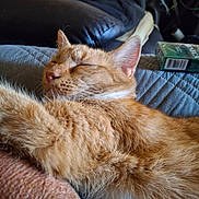Pookie is registered to the contest to win money with this photo: cat, ginger_cat, sleeping, close_up, fur, pet, indoor, cozy, resting, soft_texture, couch, blanket, relaxation, whiskers, animal, domestic_animal, nap, feline, comfort, home