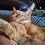 cat, ginger_cat, sleeping, close_up, fur, pet, indoor, cozy, resting, soft_texture, couch, blanket, relaxation, whiskers, animal, domestic_animal, nap, feline, comfort, home