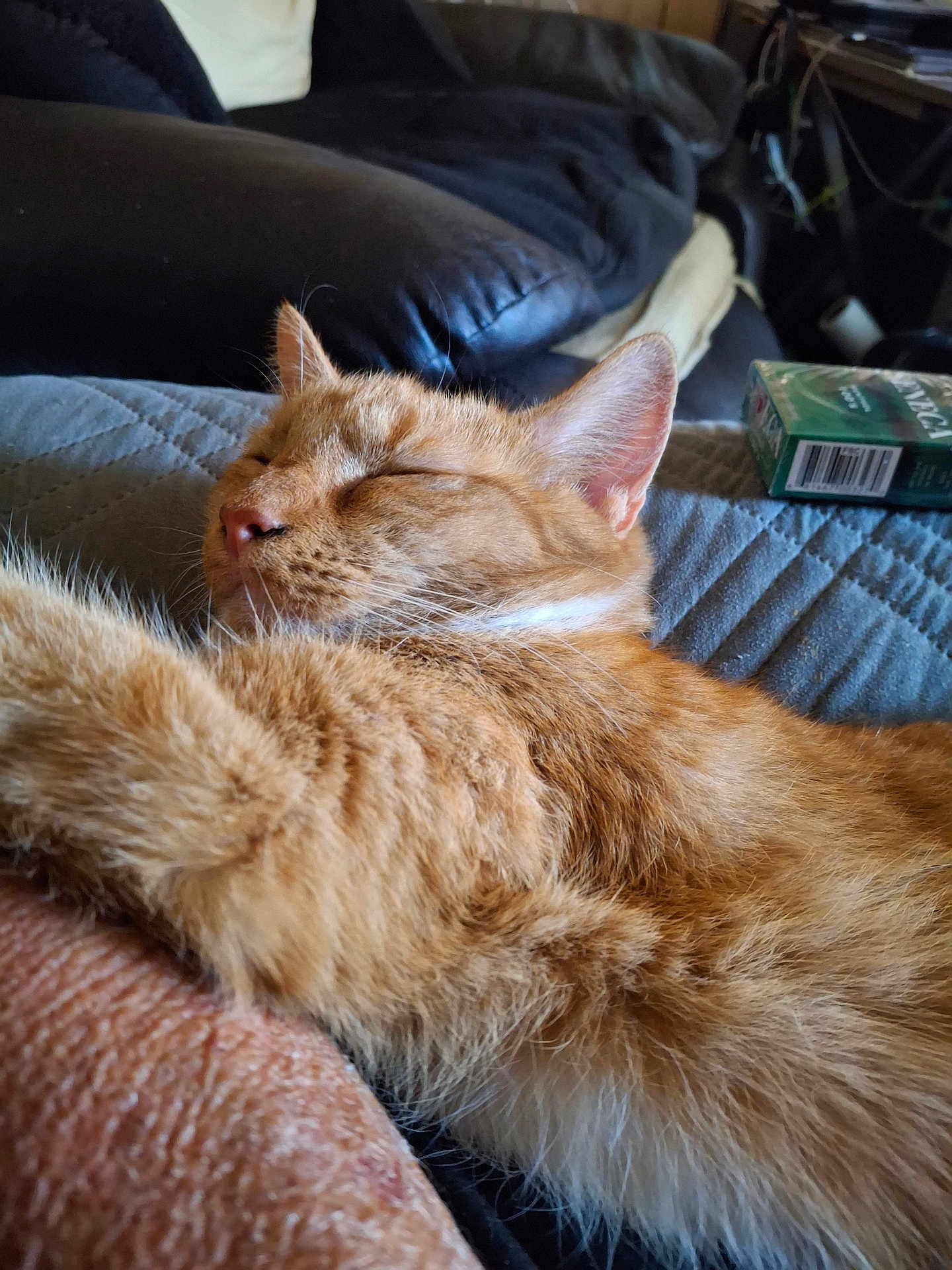 Pookie is registered to the contest to win money with this photo: cat, ginger_cat, sleeping, close_up, fur, pet, indoor, cozy, resting, soft_texture, couch, blanket, relaxation, whiskers, animal, domestic_animal, nap, feline, comfort, home