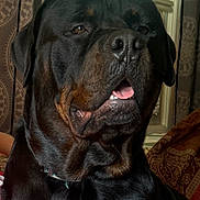 Brutus is registered to the contest to win money with this photo: rottweiler, dog, pet, indoor, close_up, canine, animal, portrait, black, brown, fur, face, mouth_open, collar, window, curtains, domestic, mammal, companion, calm