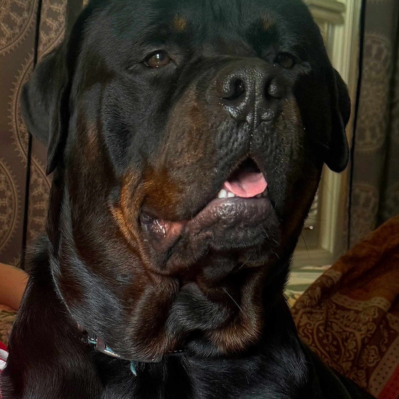 Brutus