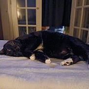 Biscuit is registered to the contest to win money with this photo: cat, black_cat, white_paws, indoor, blanket, resting, relaxed, sleepy, feline, pet, fur, whiskers, paw, cozy, home, door, glass_panels, dim_light, animal, lying_down