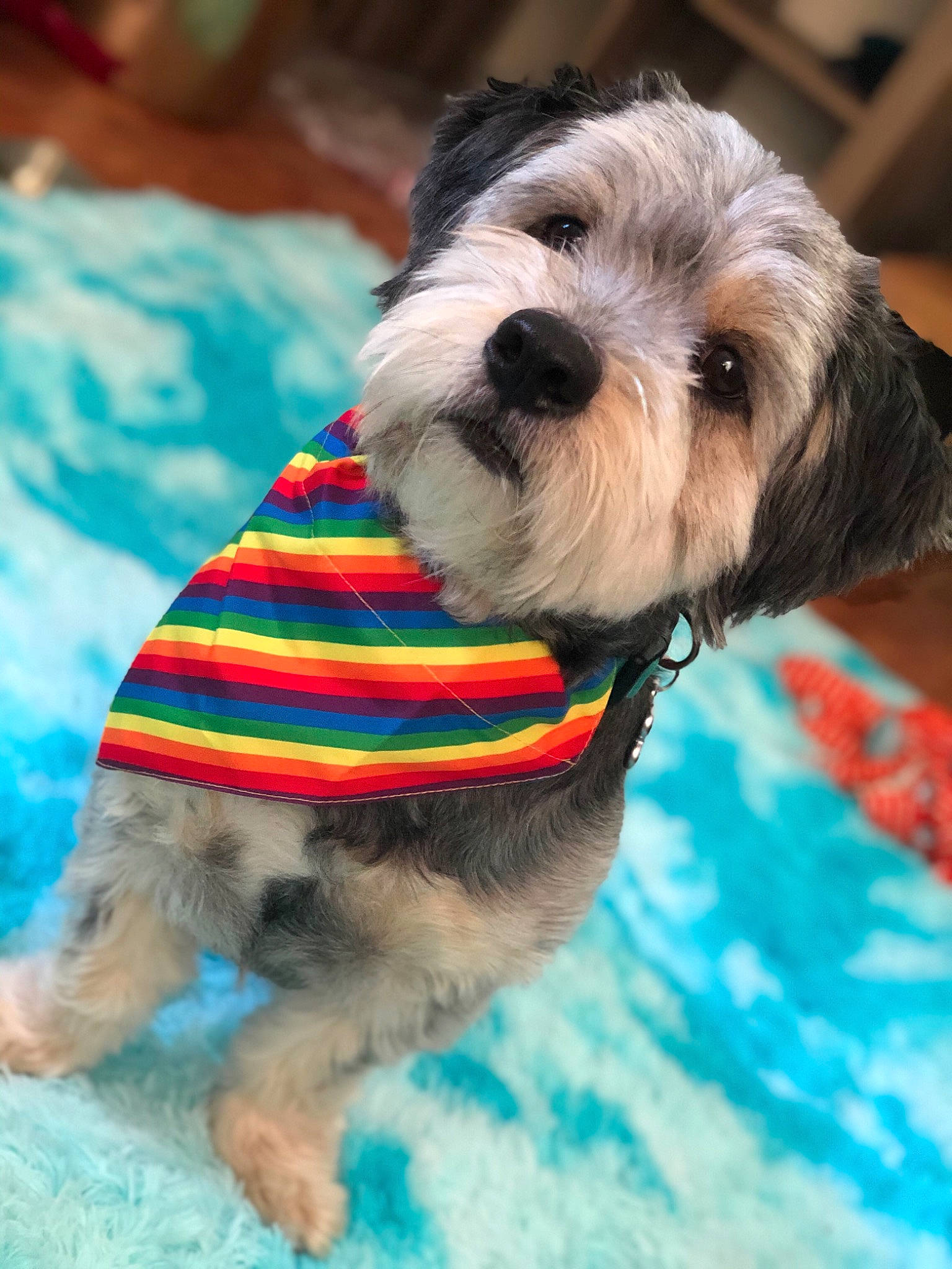 Bentley joined the competition — help win amazing prizes! canidae, carnivore, chinese_imperial_dog, companion_dog, dog, dog_breed, dog_clothes, kyi_leo, lhasa_apso, lowchen, maltepoo, mammal, morkie, petit_basset_griffon_vendeen, puppy, schnoodle, shih_tzu, snout, toy_dog, vertebrate