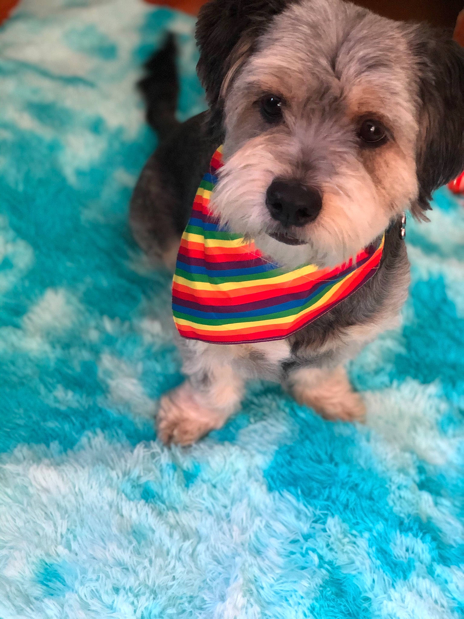 Bentley is registered to the contest to win money with this photo: australian_terrier, cairn_terrier, canidae, carnivore, companion_dog, dog, dog_breed, dog_clothes, maltepoo, mammal, morkie, puppy, rare_breed_dog, schnoodle, shih_tzu, small_terrier, terrier, toy_dog, yorkipoo, yorkshire_terrier