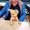 dog, small_dog, chihuahua, cream_colored, pet, harness, sitting, table, cafe, woman, glasses, blue_jacket, indoor, window, chairs, marble_table, companion, portrait, cute, date_stamp
