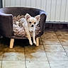 Jade participe au concours pour gagner de l'argent avec cette photo : puppy, dog, small_dog, cream_fur, pointed_ears, black_nose, dark_eyes, sitting, armchair, cushion, indoor, home, tile_floor, wood_paneling, furniture, portrait, pet, cute, fluffy, centered_subject