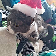 Cookie is registered to the contest to win money with this photo: cat, santa_hat, pet, animal, indoor, blanket, patterned_blanket, person, blue_clothing, furniture, relaxing, cozy, holiday, festive, whiskers, gray_cat, white_paws, tail, close_up, cute