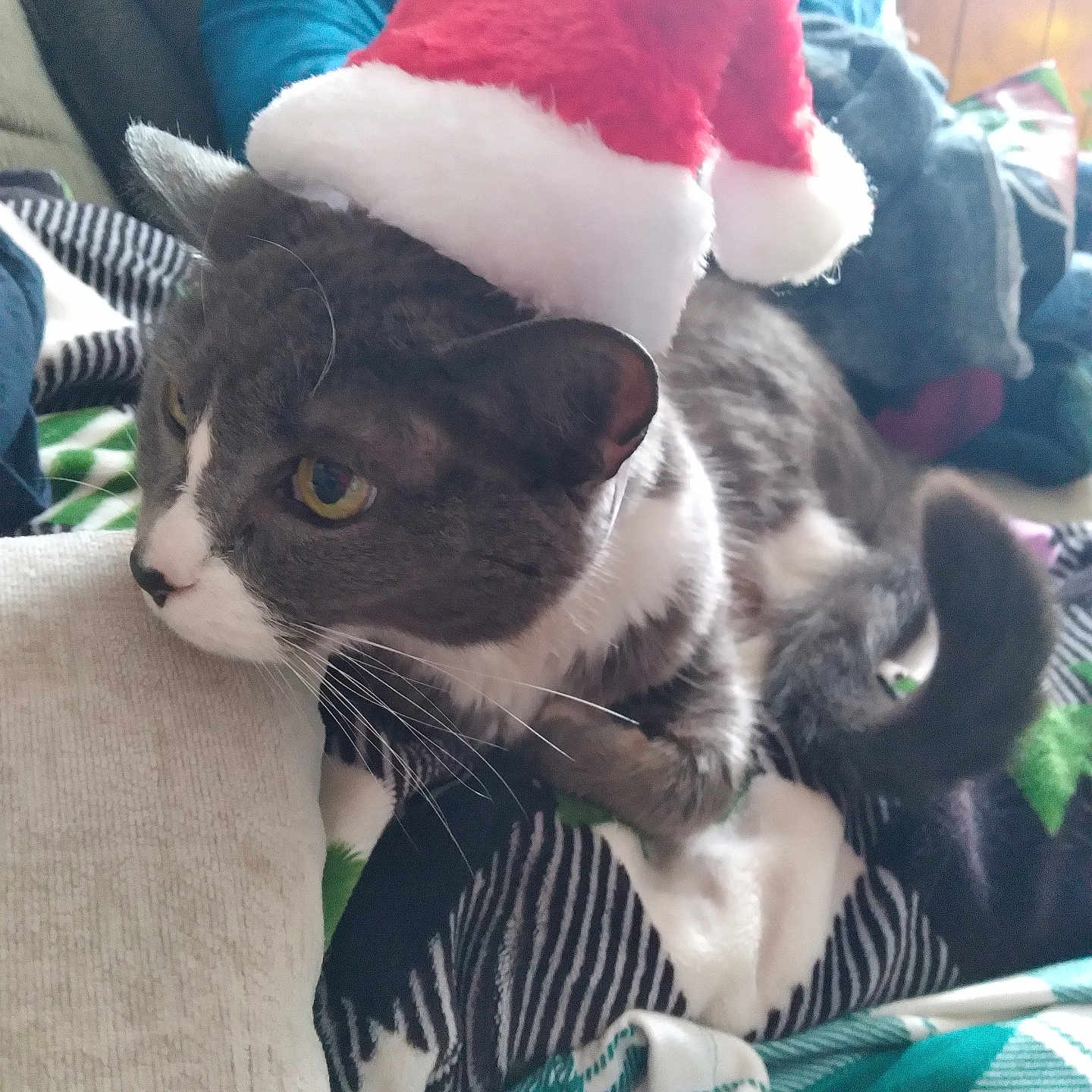 Cookie is registered to the contest to win money with this photo: animal, blanket, blue_clothing, cat, close_up, cozy, cute, festive, furniture, gray_cat, holiday, indoor, patterned_blanket, person, pet, relaxing, santa_hat, tail, whiskers, white_paws