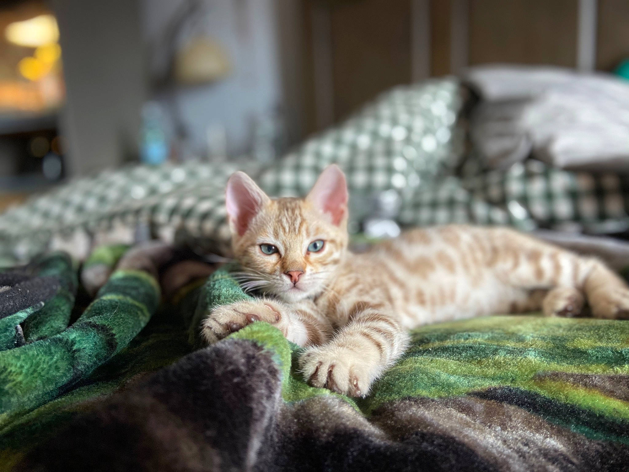 Callisto joined the competition — help win amazing prizes! carnivore, cat, claw, comfort, domestic_short_haired_cat, fawn, felidae, fur, paw, sitting, small_to_medium_sized_cats, snout, tail, terrestrial_animal, tree, whiskers, wildlife