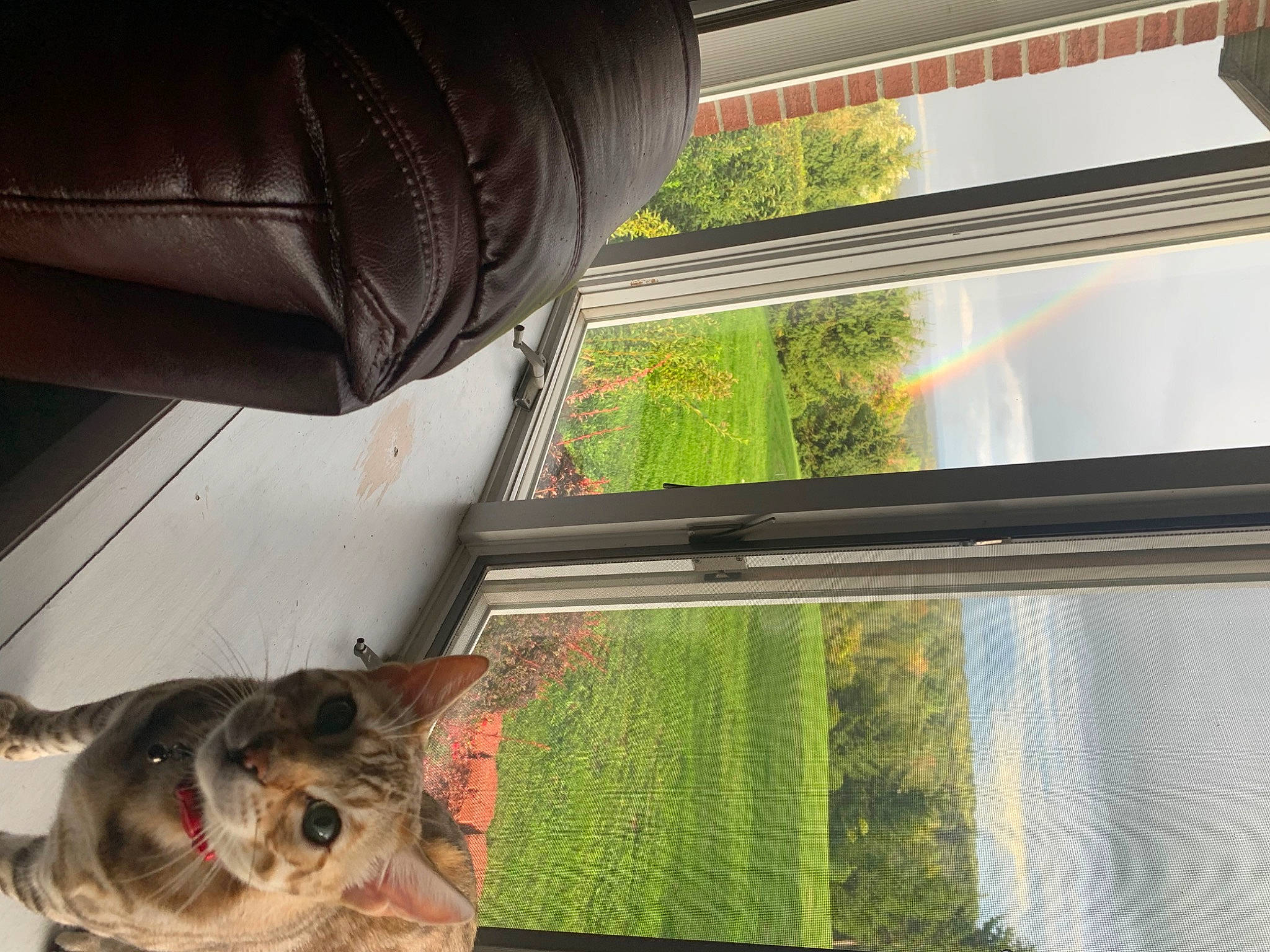 Callisto joined the competition — help win amazing prizes! automotive_exterior, building, carnivore, dog, felidae, glass, grass, green, house, line, photograph, plant, shade, sky, snapshot, tints_and_shades, tree, vehicle_door, window, wood