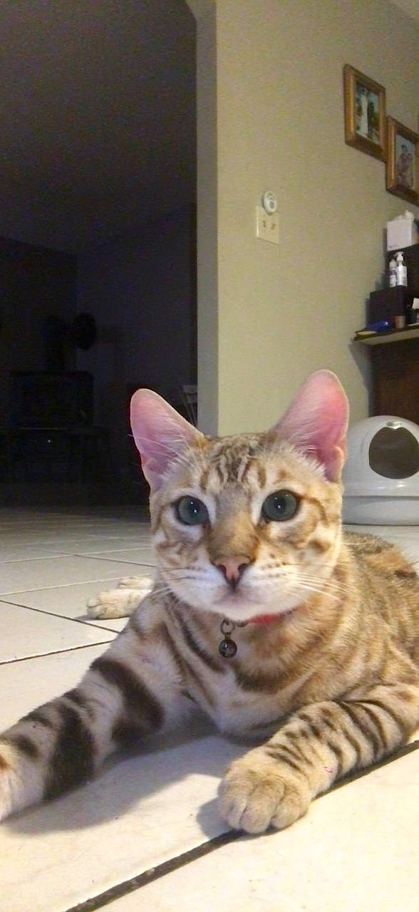 Callisto is registered to the contest to win money with this photo: carnivore, cat, comfort, domestic_short_haired_cat, door, felidae, flooring, fur, hardwood, home_appliance, kitchen_appliance, paw, shelf, sitting, small_to_medium_sized_cats, snout, tail, terrestrial_animal, whiskers, wood