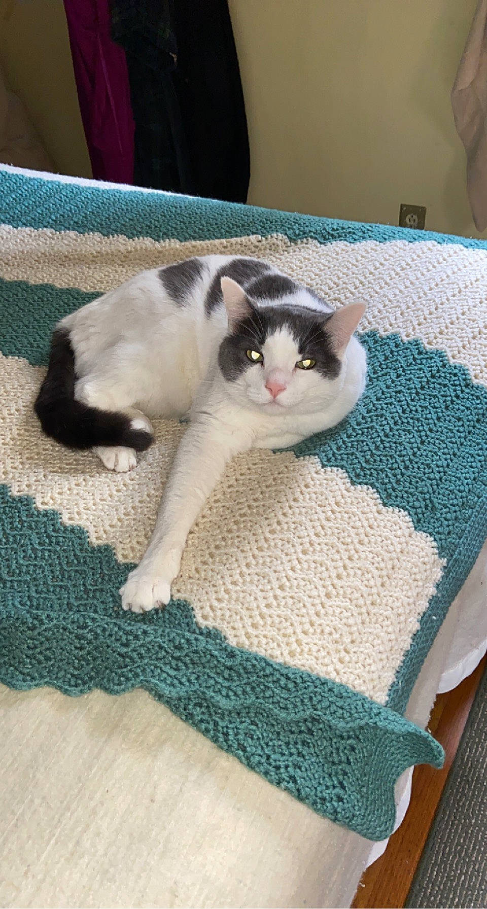 Smitty is registered to the contest to win money with this photo: carnivore, carpet, cat, domestic_short_haired_cat, felidae, flooring, fur, home_accessories, linens, mat, small_to_medium_sized_cats, tail, teal, textile, vertebrate, whiskers, woven_fabric