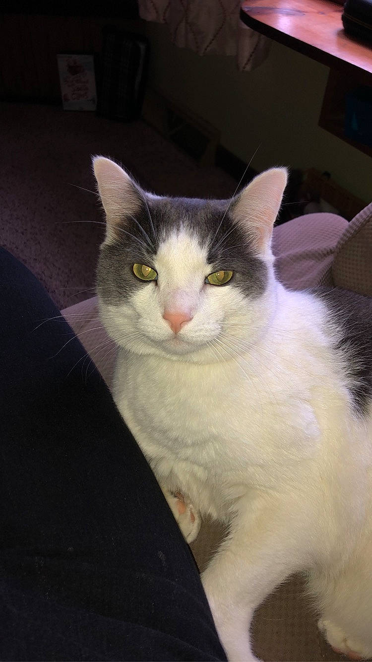 Smitty joined the competition — help win amazing prizes! carnivore, cat, domestic_short_haired_cat, felidae, fur, small_to_medium_sized_cats, snout, vertebrate, whiskers