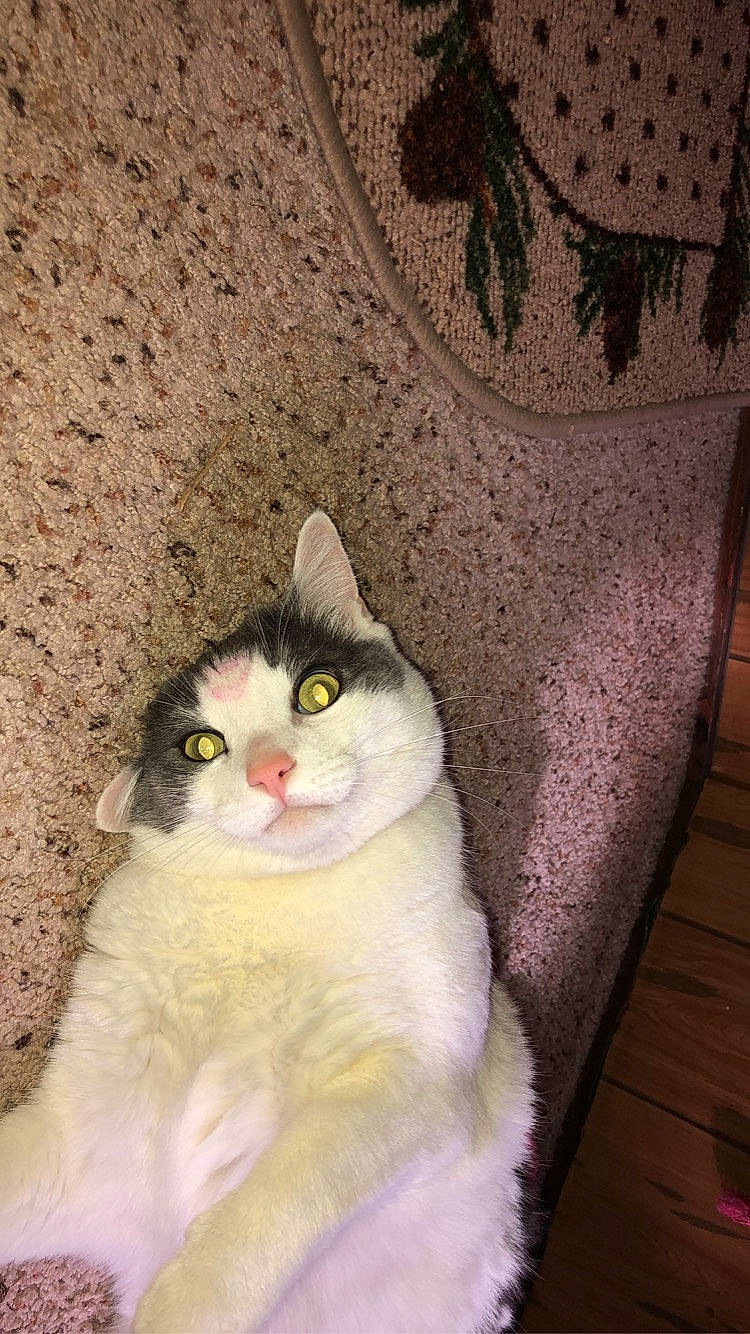 Smitty is registered to the contest to win money with this photo: carnivore, cat, domestic_short_haired_cat, felidae, fur, small_to_medium_sized_cats, snout, vertebrate, whiskers