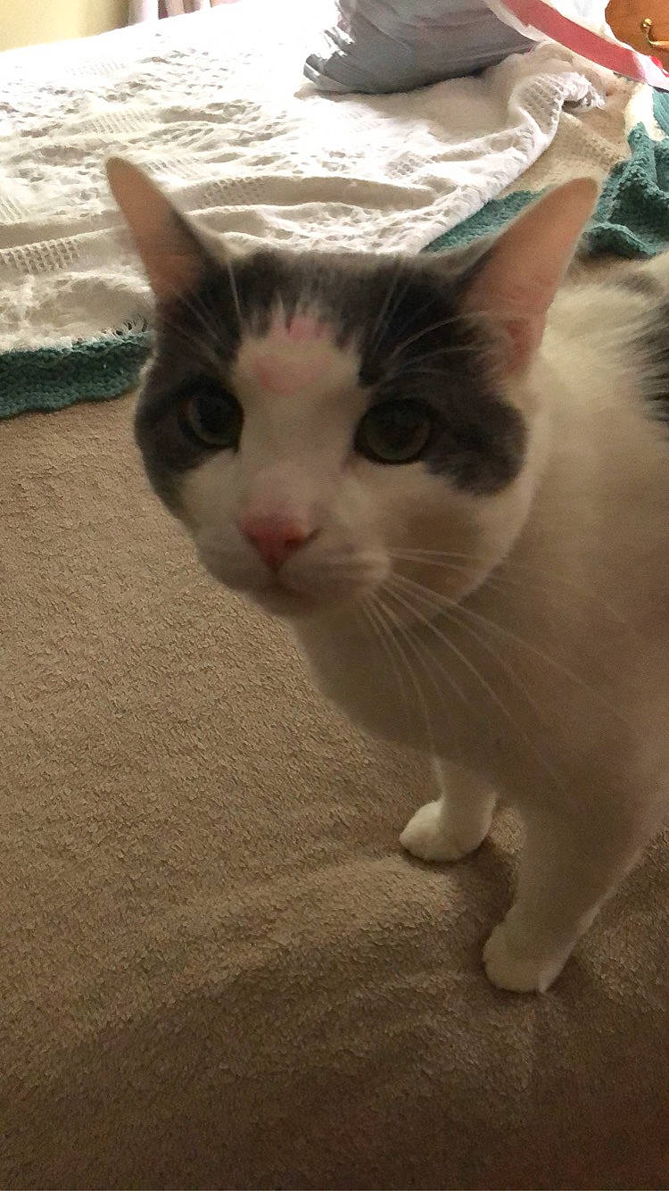 Smitty is registered to the contest to win money with this photo: carnivore, cat, domestic_short_haired_cat, fawn, felidae, fur, small_to_medium_sized_cats, snout, tail, vertebrate, whiskers