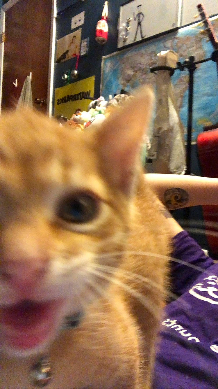 Palermo is registered to the contest to win money with this photo: blond, carnivore, cat, clothes_hanger, domestic_short_haired_cat, fawn, felidae, fur, iris, kitten, skin, small_to_medium_sized_cats, snapshot, snout, tabby_cat, terrestrial_animal, tongue, whiskers