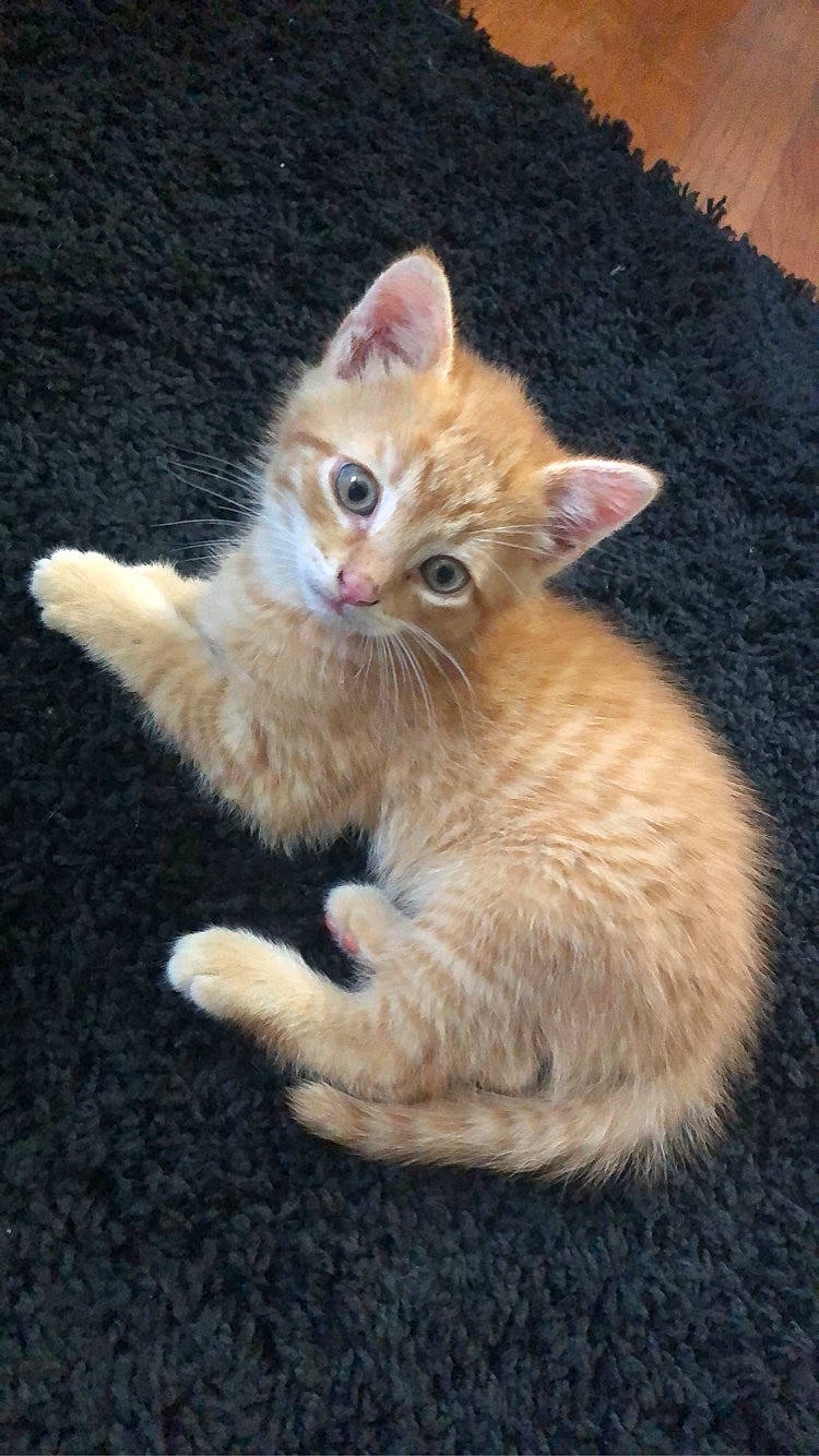 Palermo is registered to the contest to win money with this photo: carnivore, cat, claw, domestic_short_haired_cat, fawn, felidae, fur, kitten, paw, peach, skin, small_to_medium_sized_cats, tail, toe, vertebrate, whiskers