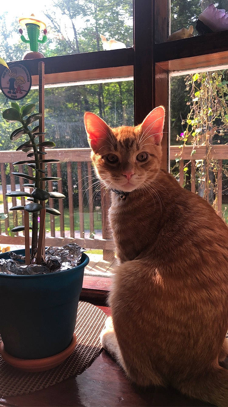 Palermo is registered to the contest to win money with this photo: carnivore, cat, cat_furniture, felidae, flowerpot, houseplant, liver, small_to_medium_sized_cats, tail, vertebrate, whiskers