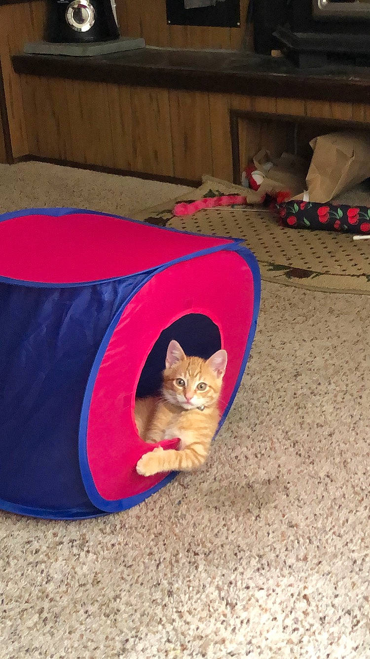 Palermo joined the competition — help win amazing prizes! carnivore, cat, cat_supply, domestic_short_haired_cat, felidae, flag, pet_supply, small_to_medium_sized_cats, stuffed_toy, tabby_cat, vertebrate, whiskers