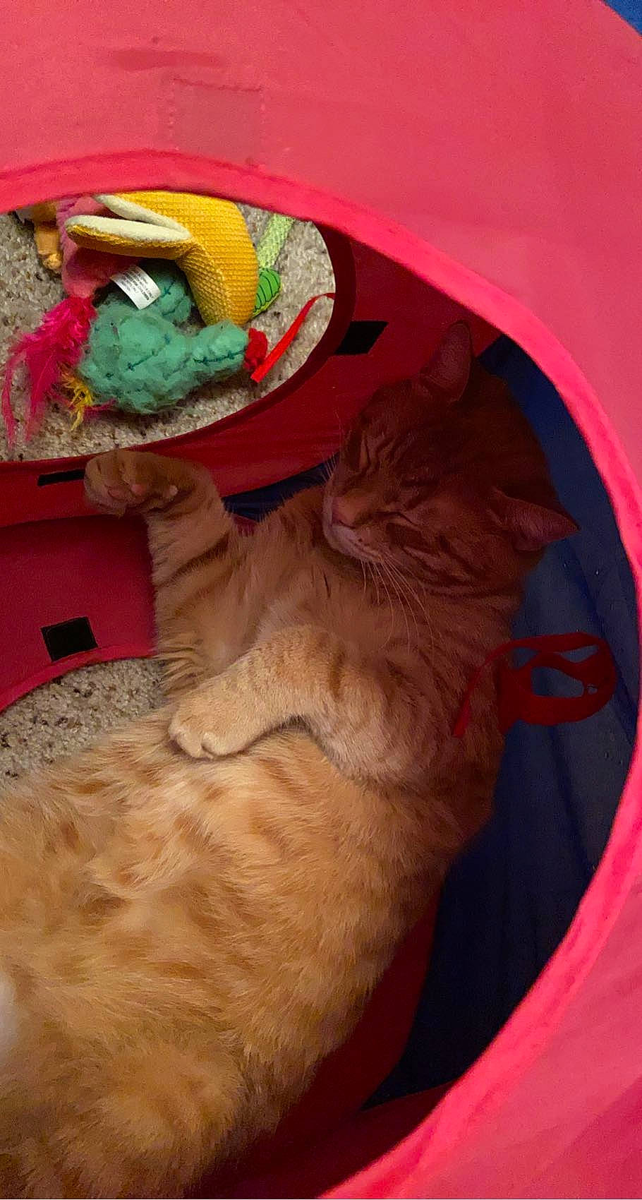 Palermo is registered to the contest to win money with this photo: carnivore, cat, cat_supply, collar, domestic_short_haired_cat, felidae, fur, orange, peach, pet_supply, plush, small_to_medium_sized_cats, sombrero, stuffed_toy, tabby_cat, tail, thread, vertebrate, whiskers