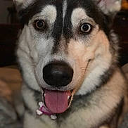 Bella joined the competition — help win amazing prizes! dog, husky, pet, animal, close_up, portrait, tongue_out, heterochromia, fur, ears, nose, happy, cute, indoor, canine, face, black_and_white, friendly, domestic_animal, mammal