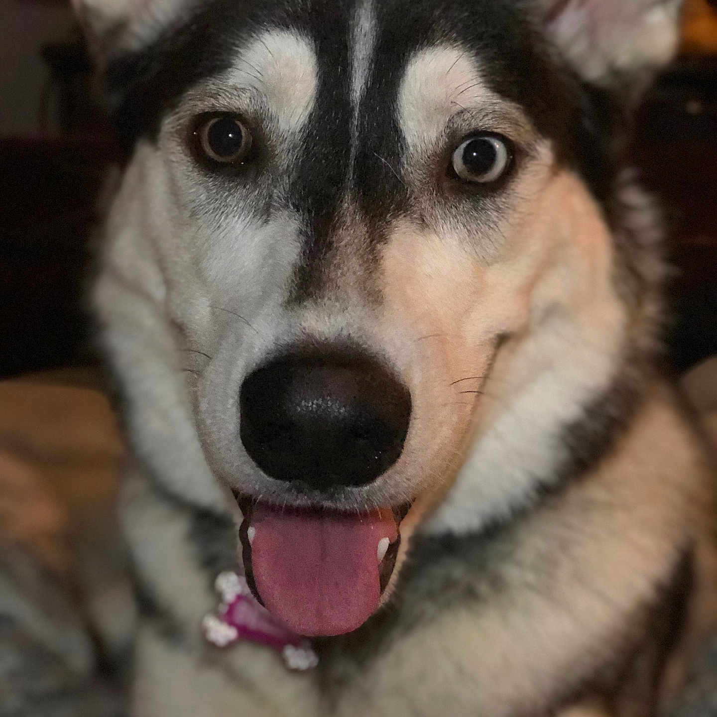 Bella joined the competition — help win amazing prizes! dog, husky, pet, animal, close_up, portrait, tongue_out, heterochromia, fur, ears, nose, happy, cute, indoor, canine, face, black_and_white, friendly, domestic_animal, mammal