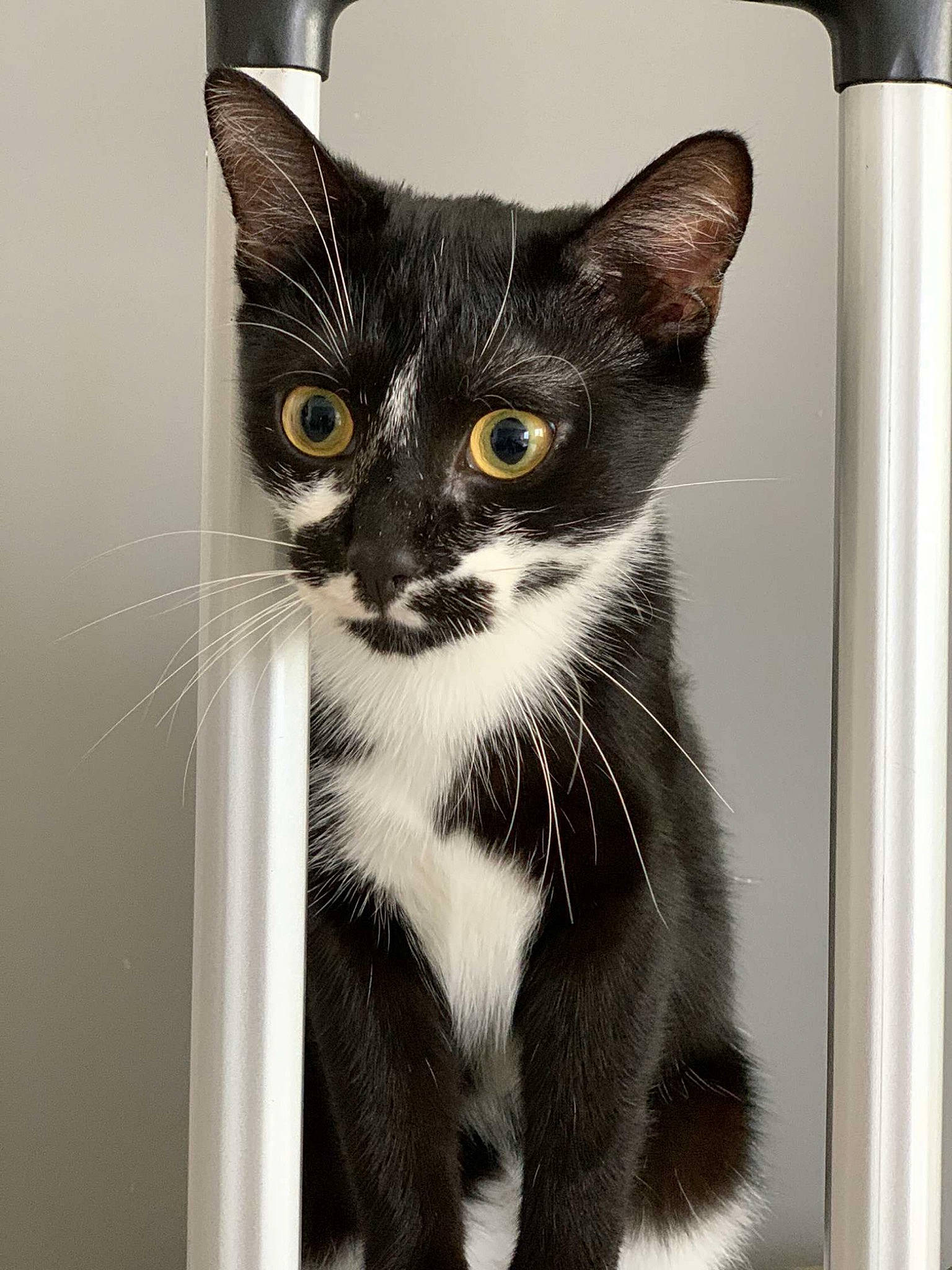 Saia participe au concours pour gagner de l'argent avec cette photo : black_cat, carnivore, cat, domestic_short_haired_cat, felidae, fur, paw, pet_supply, small_to_medium_sized_cats, snout, tail, terrestrial_animal, whiskers, window