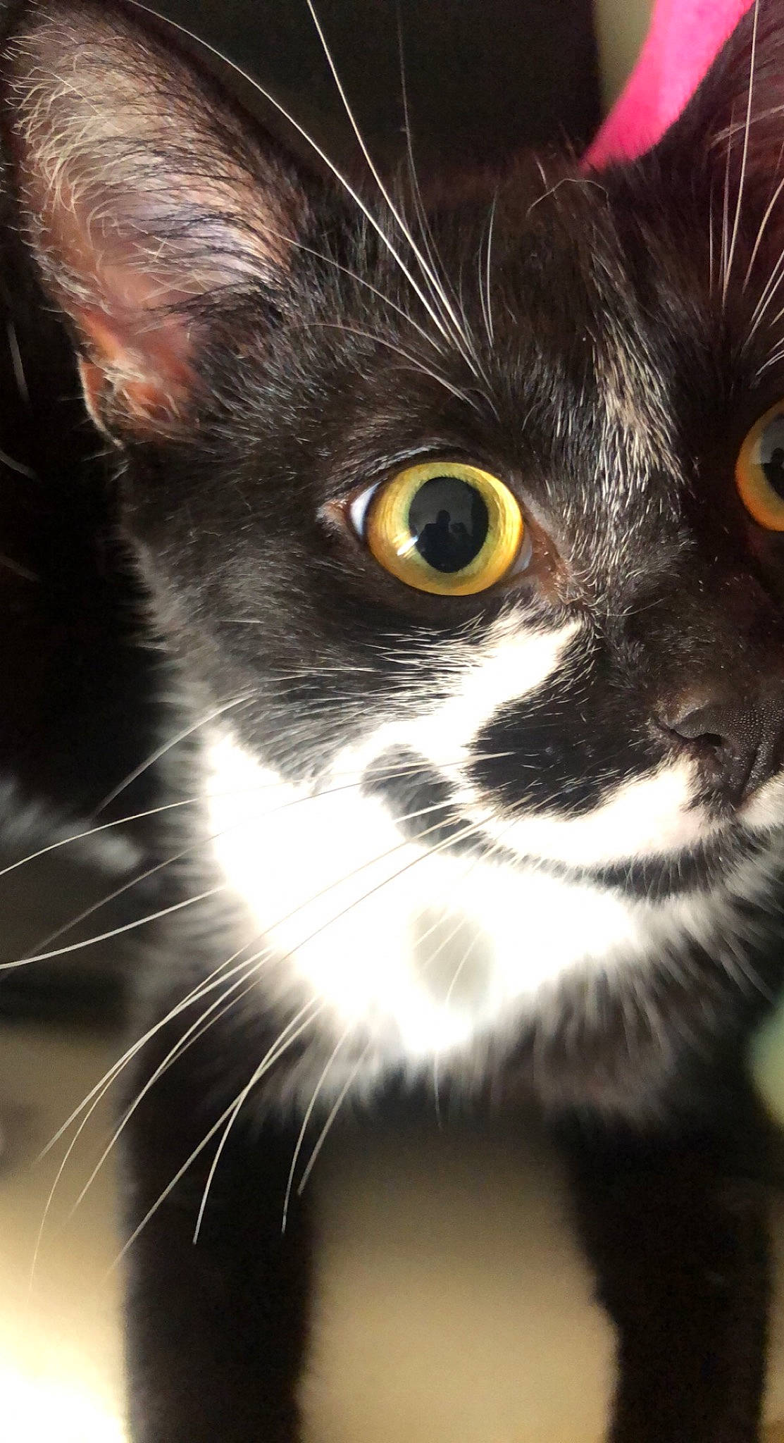 Saia participe au concours pour gagner de l'argent avec cette photo : carnivore, cat, close_up, darkness, domestic_short_haired_cat, felidae, fur, grass, iris, monochrome_photography, small_to_medium_sized_cats, snout, terrestrial_animal, whiskers, wildlife