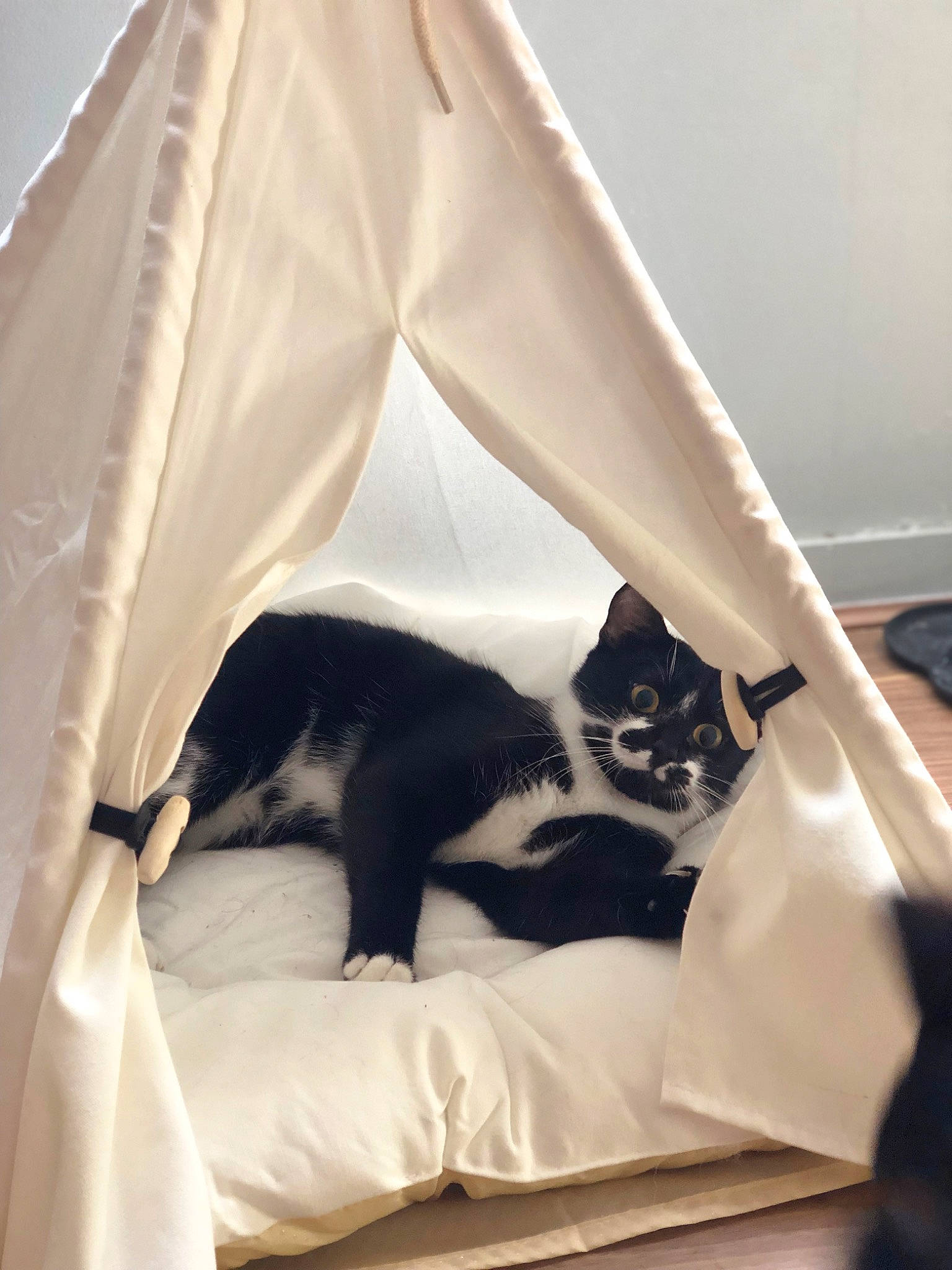 Saia participe au concours pour gagner de l'argent avec cette photo : bedding, carnivore, cat, comfort, domestic_short_haired_cat, felidae, formal_wear, fur, linens, mammal, monochrome_photography, nap, packaging_and_labeling, paper_product, pet_supply, sitting, small_to_medium_sized_cats, tail, tints_and_shades, whiskers