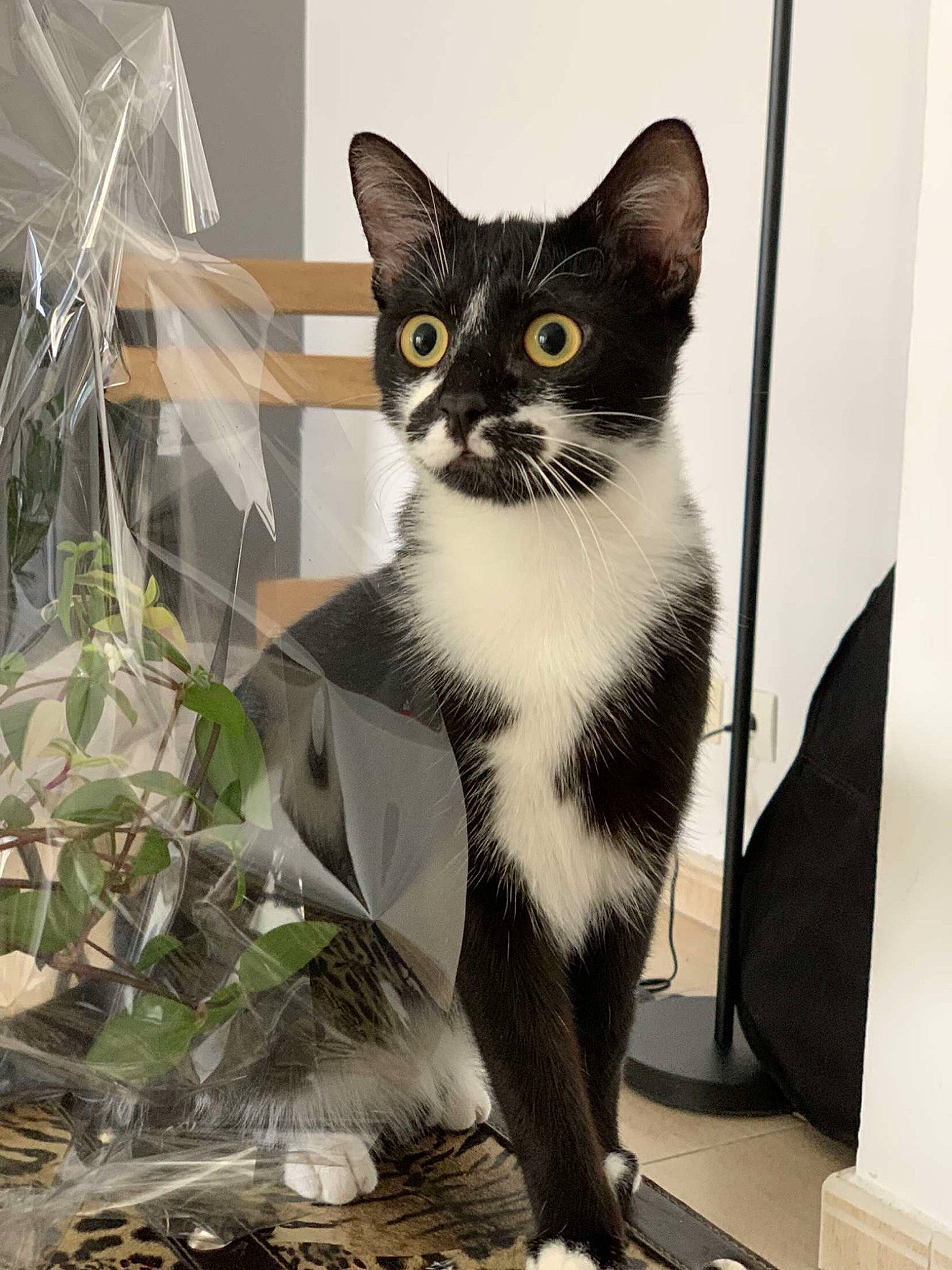 Saia a rejoint le concours — aidez-le/la à gagner de superbes lots ! carnivore, cat, domestic_short_haired_cat, felidae, formal_wear, fur, paw, photo_caption, small_to_medium_sized_cats, snout, tail, twig, whiskers, window