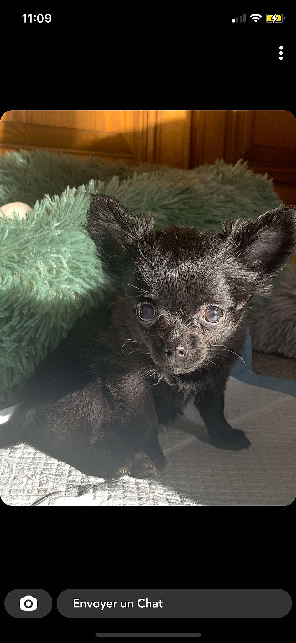 Sweetie a rejoint le concours — aidez-le/la à gagner de superbes lots ! art, black_cat, canidae, carnivore, claw, companion_dog, dog_breed, fawn, felidae, fur, illustration, paw, rectangle, small_to_medium_sized_cats, sporting_group, tail, terrestrial_animal, toy_dog, whiskers, wildlife