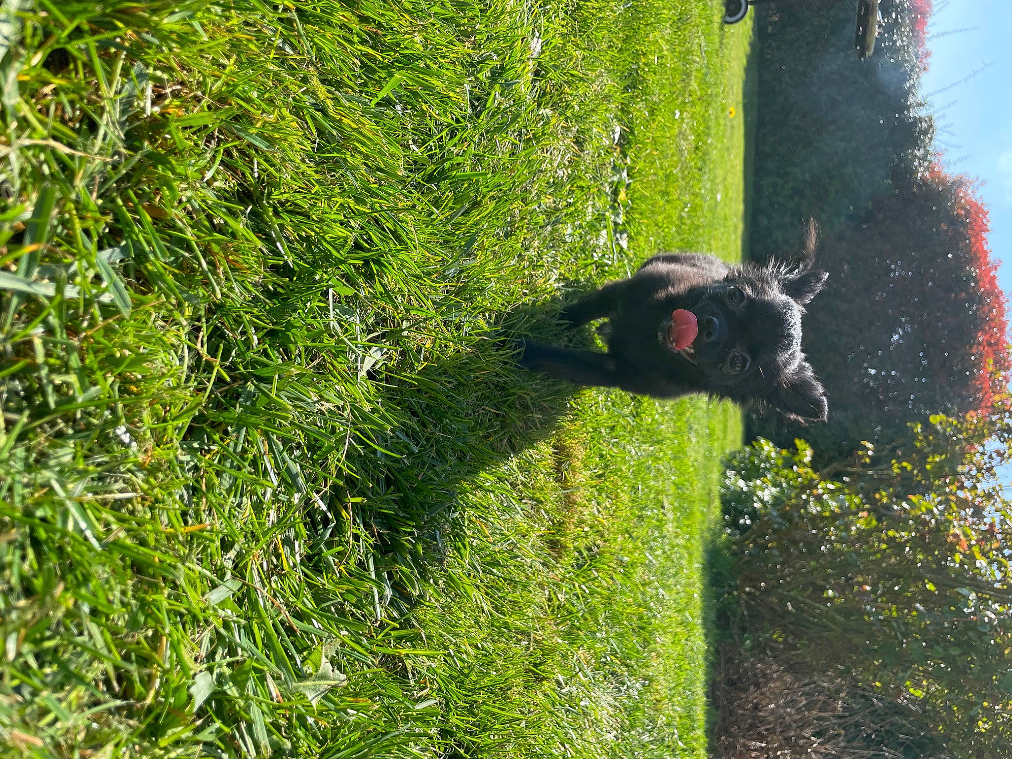 Sweetie participe au concours pour gagner de l'argent avec cette photo : botany, dog_breed, fawn, grass, grass_family, grassland, groundcover, hedge, landscape, livestock, meadow, natural_landscape, pasture, people_in_nature, plant, shrub, terrestrial_animal, tree, window, working_animal