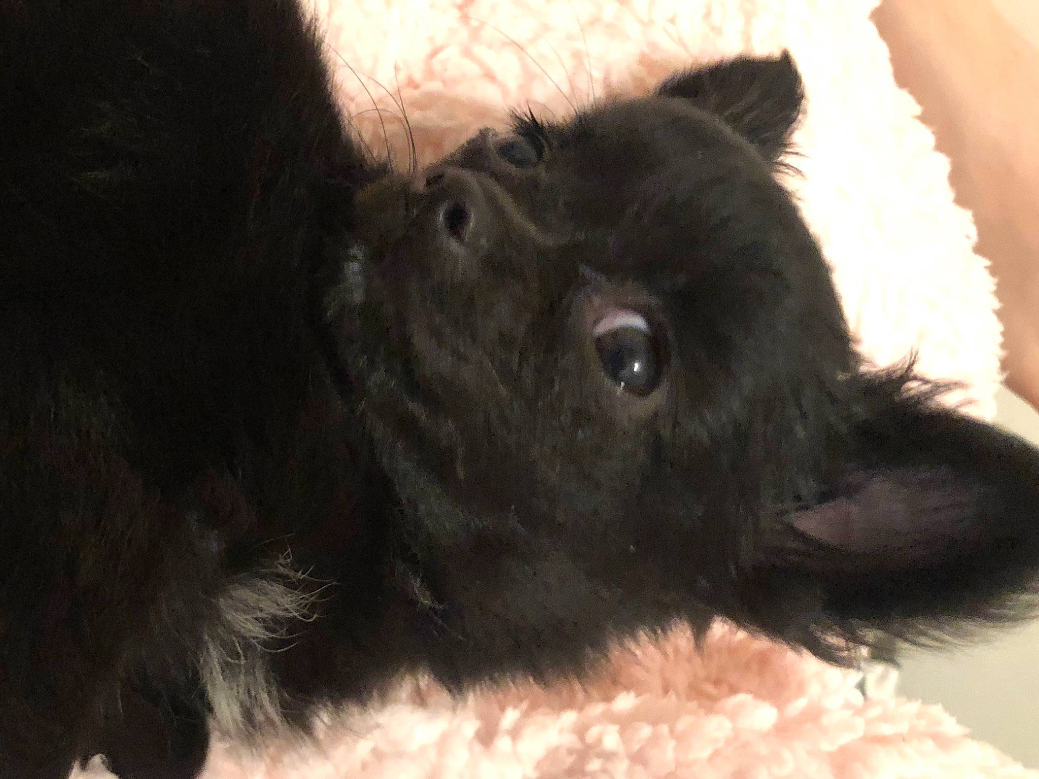 Sweetie participe au concours pour gagner de l'argent avec cette photo : black_cat, canidae, carnivore, claw, companion_dog, dog_breed, ear, fawn, foot, fur, liver, natural_material, paw, small_to_medium_sized_cats, snout, sporting_group, tail, terrestrial_animal, whiskers, working_animal