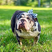 Peppa joined the competition — help win amazing prizes! animal, black_and_white, bow, bulldog, canine, closeup, cute, dog, expression, fur, grass, greenery, mammal, nature, outdoor, pet, playful, portrait, standing, summer