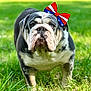 Peppa joined the competition — help win amazing prizes! animal, blue, bow, bulldog, closeup, companion, cute, dog, friendly, grass, greenery, mammal, nature, outdoor, pet, portrait, red, standing, summer, white