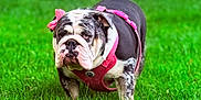 Peppa joined the competition — help win amazing prizes! animal, bulldog, canine, close_up, companion, cute, daylight, dog, fur, grass, greenery, mammal, nature, outdoor, pet, pink_bows, pink_harness, portrait, standing, summer