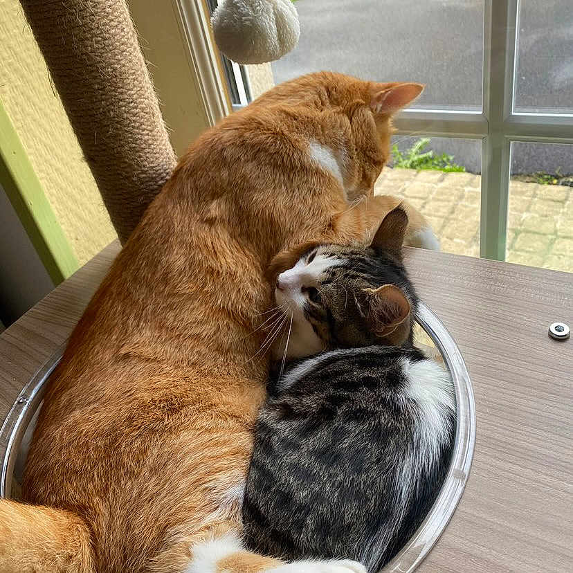 Twist Et Uno