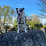 animal, canine, daylight, dog, greenery, happy, harness, leash, nature, outdoor, park, pet, playful, rock, sitting, sky, summer, sunny, tongue_out, tree