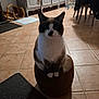 cat, pet, indoor, tile_floor, stool, sitting, whiskers, ears, paws, facial_markings, kitchen, cabinet, basket, drying_rack, rug, low_light, shadow, portrait, curious_expression, home_interior