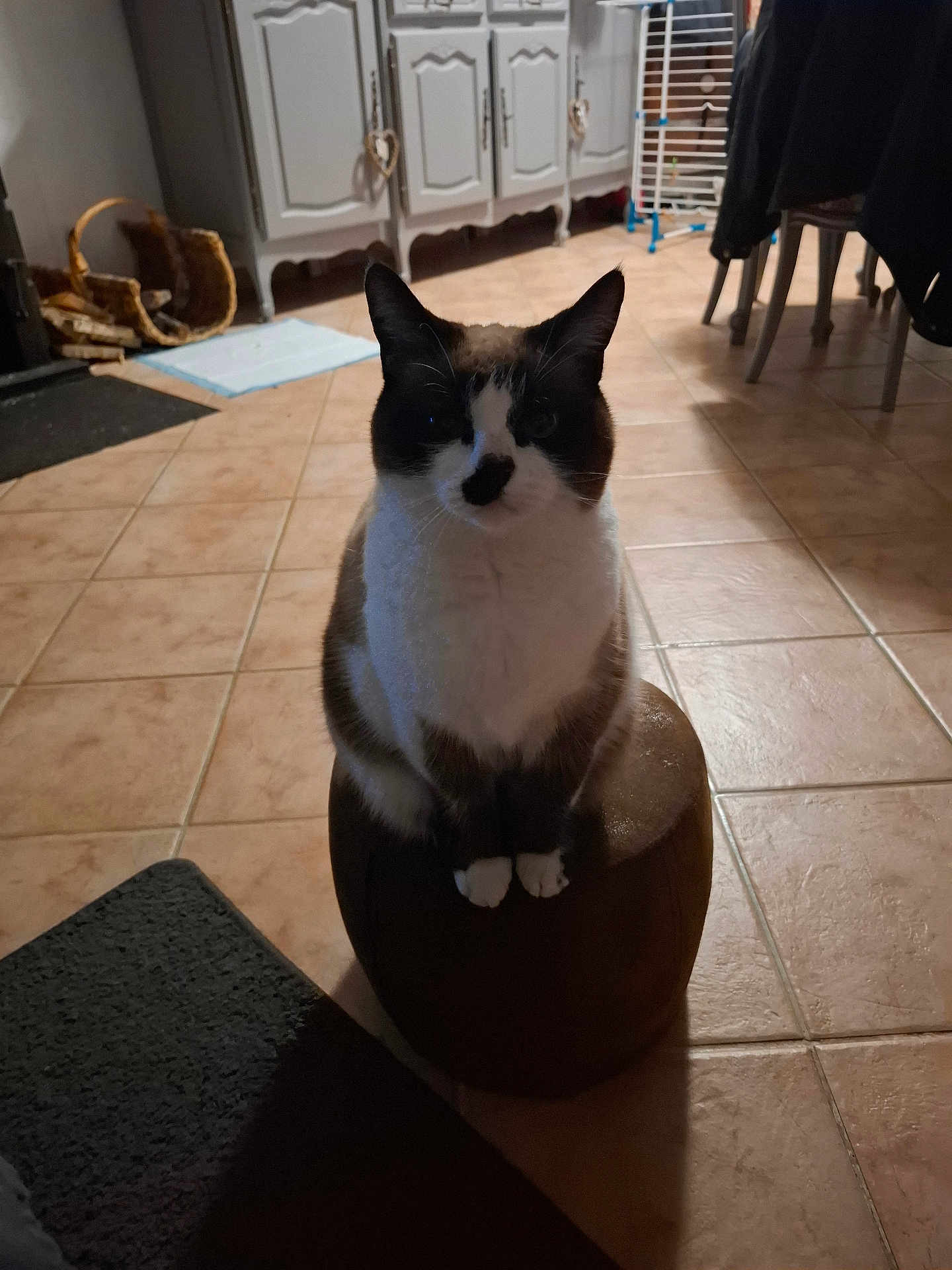 Shelby a rejoint le concours — aidez-le/la à gagner de superbes lots ! cat, pet, indoor, tile_floor, stool, sitting, whiskers, ears, paws, facial_markings, kitchen, cabinet, basket, drying_rack, rug, low_light, shadow, portrait, curious_expression, home_interior