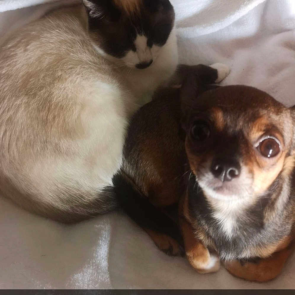 Shelby Et Nala