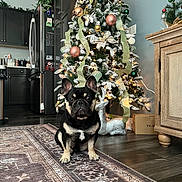 Winston joined the competition — help win amazing prizes! dog, french_bulldog, pet, christmas_tree, ornament, ribbon, holiday_decor, lights, living_room, rug, hardwood_floor, refrigerator, cabinet, reindeer_decor, cardboard_box, indoor, portrait, festive, greenery, flooring